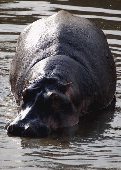Carte Un Hippopotame Dans La Savane : Envoyer une Carte D 